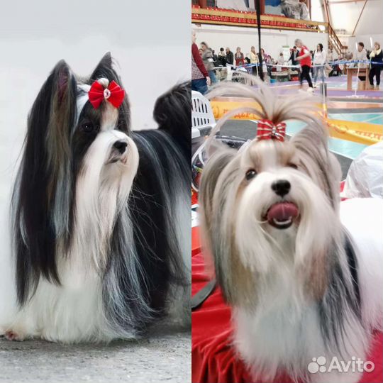 Девочка Бивер