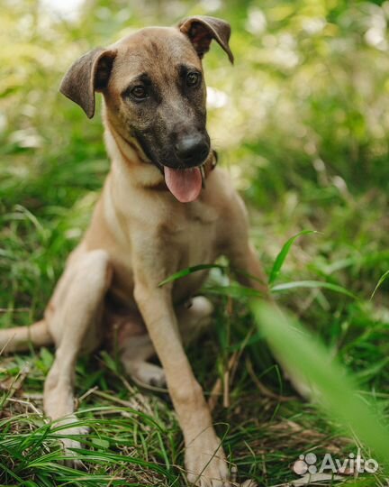 Собака в дар