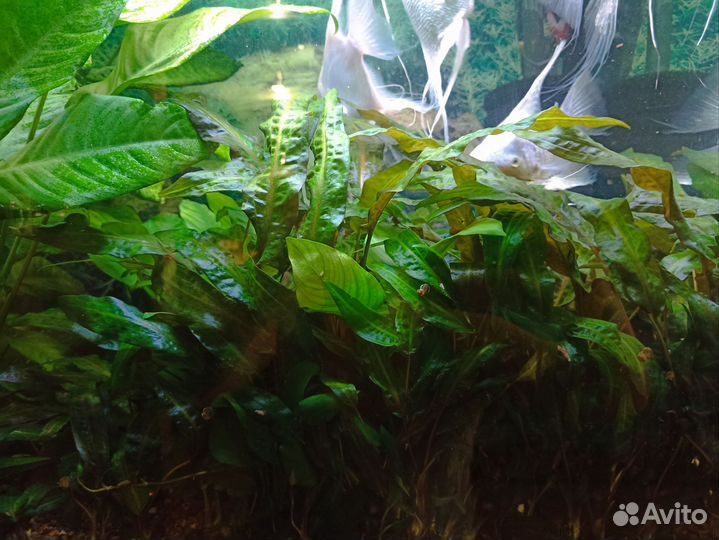 Аквариумное растение