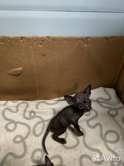 Сфинкс петерболд