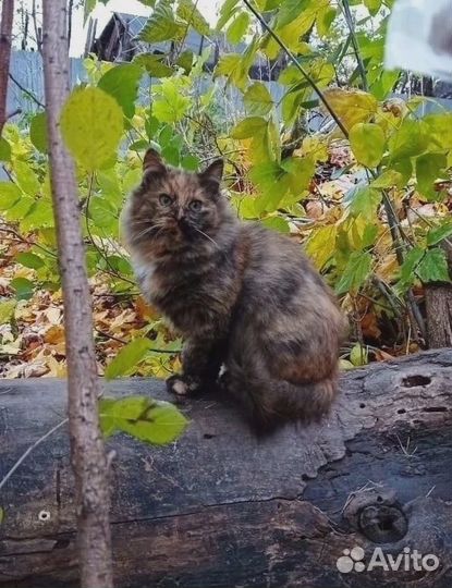 Пестренькая