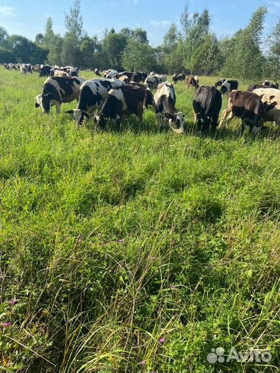 Бычки и быки на мясо