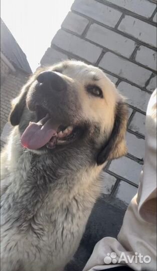 Самая добрая собачка в мире