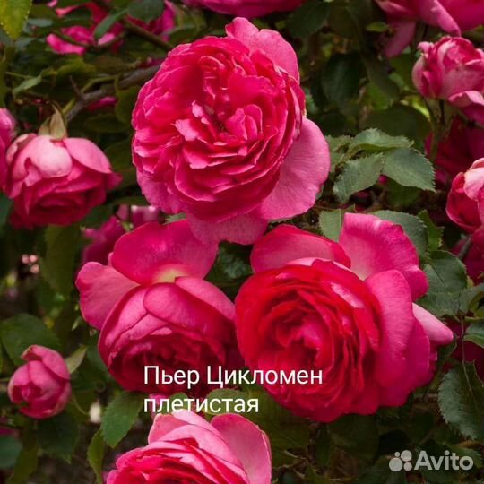 Роза плетистая
