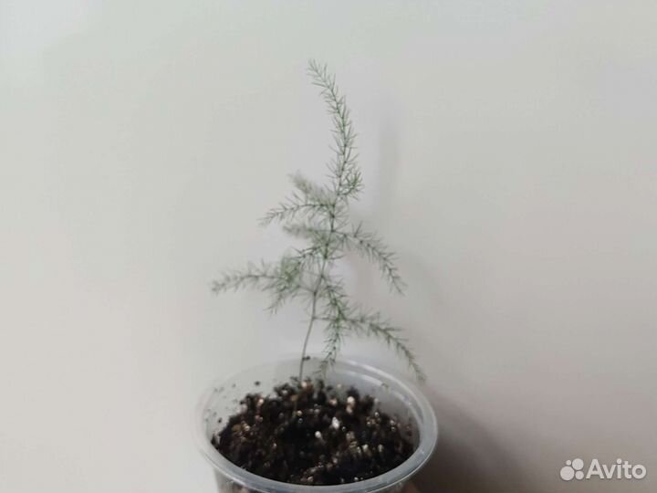 Кактус Ребюция. Гиппеаструм. Аспарагус Мейера