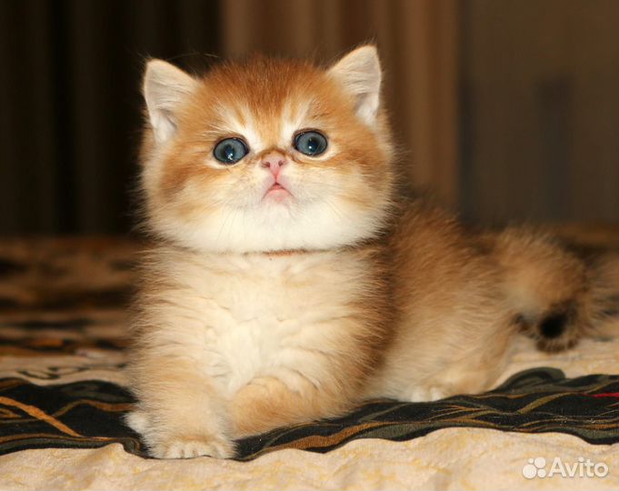 Мальчик золотая британская шиншилла