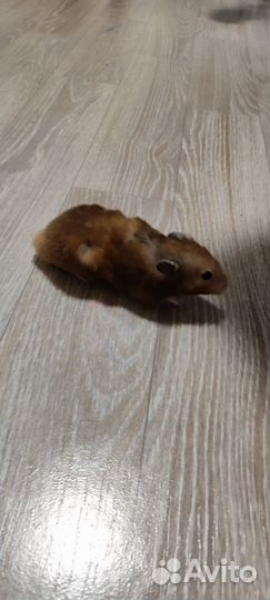 Сирийский хомяк с клеткой