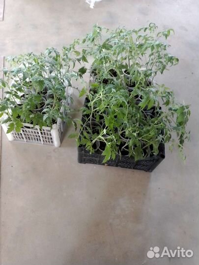 Рассада помидор