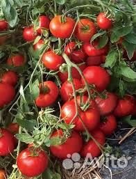 Рассада помидор вкусных мясистых из детства