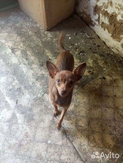 Домашние животные собаки щенки