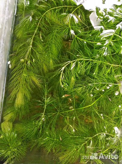 Роголистник