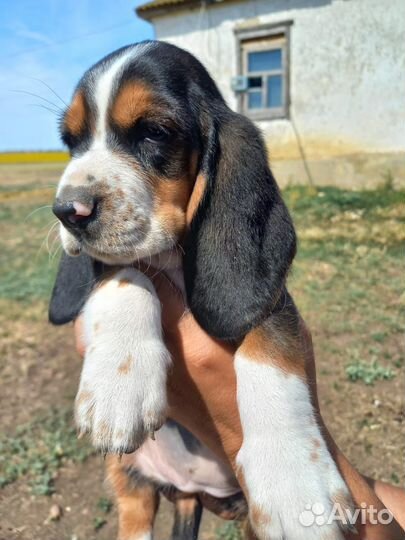 Бассет хаунд