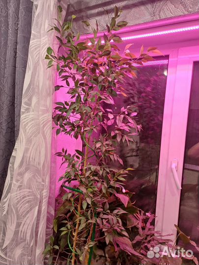 Фикус бенджамина большой