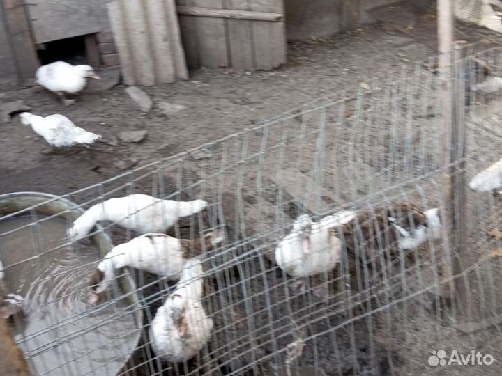 Утята шипуны 2 месяца