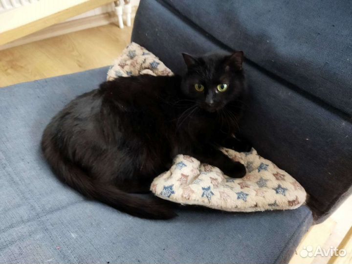 Кошка/кот/котенок Дуся