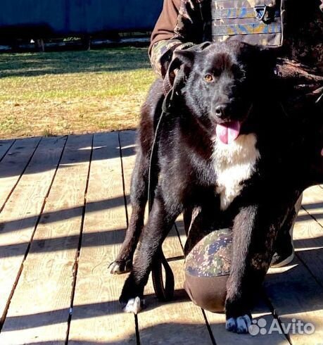 Вязка Лайка зсл и рел