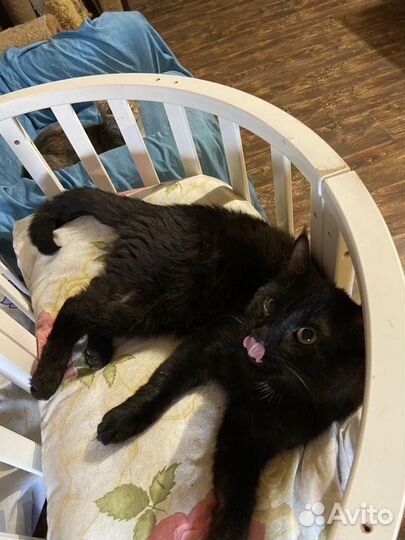 Яшка в поиске дома