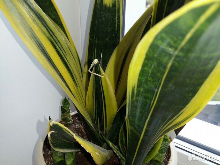 Сансевиерии сортовые