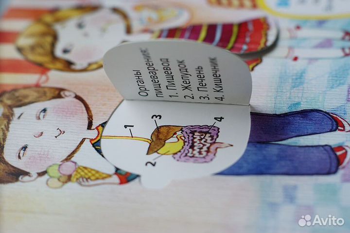 Человек детская энциклопедия с окошками