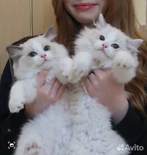 Котята рэгдолл с документами, в разведение