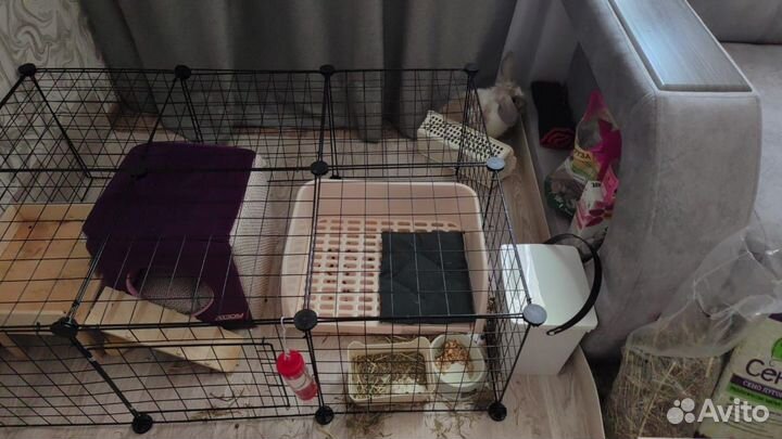 Декоративные кролики