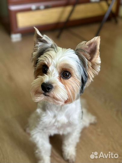 Йоркширский терьер бивер вязка