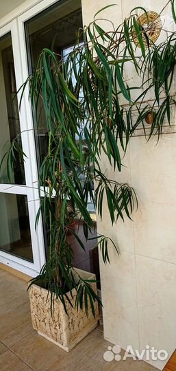 Фикус али (Биннендийка)