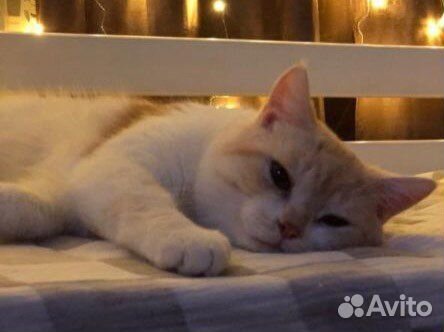 Отдам в добрые руки двух котиков