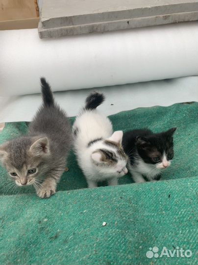 Котята в добрые руки