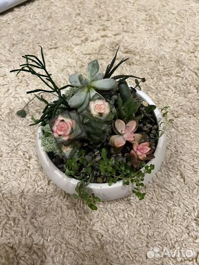 Флорариум из суккулентов