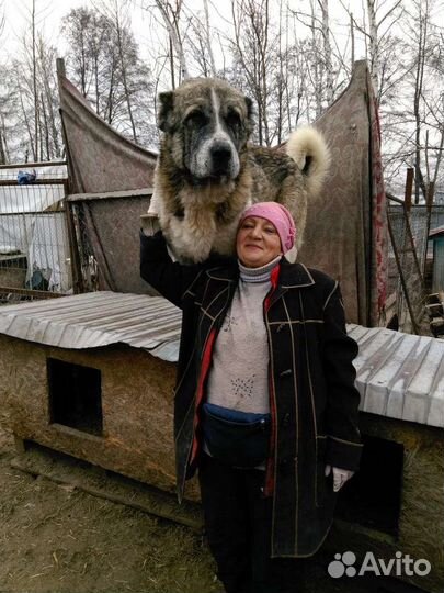 Алабай в добрые руки