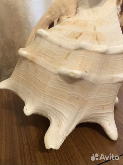 Ракушка морская большая