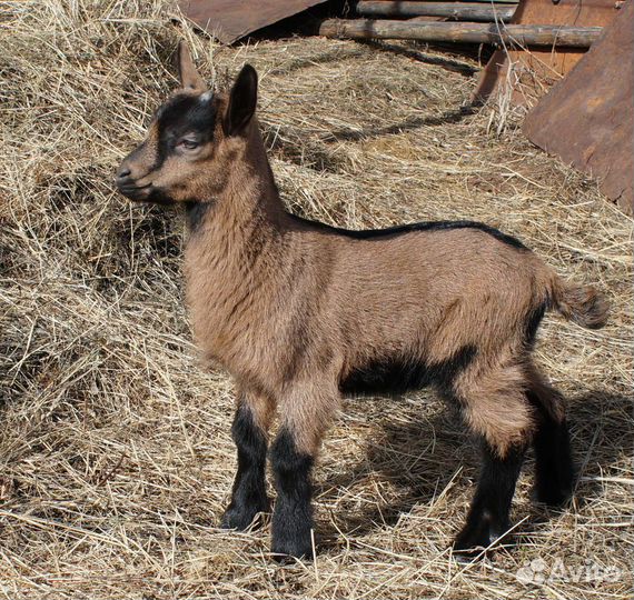 Продам козлёнка
