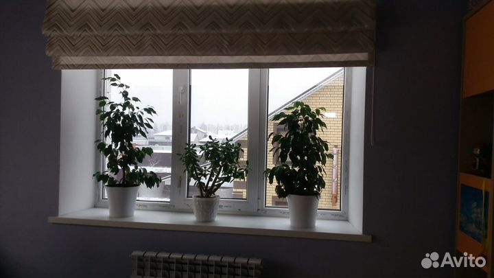 Фикус Бенджамина