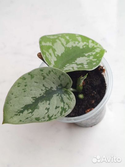 Сциндапсусы. Эпипремнумы 4 вида