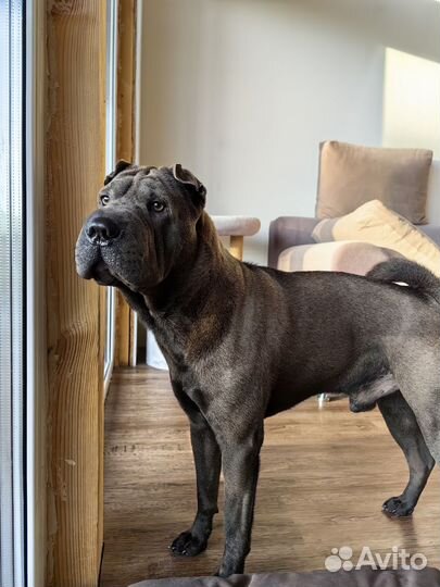 Шарпей вязка