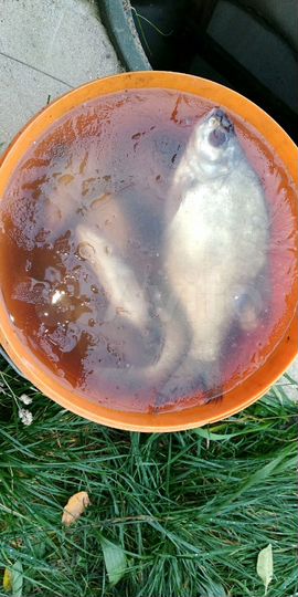 Коттедж 150 м² на участке 16 сот.