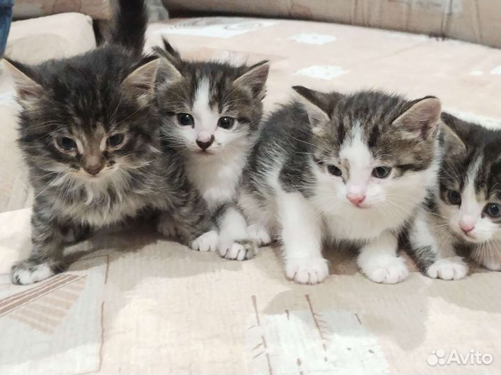 Котята кошки бесплатно