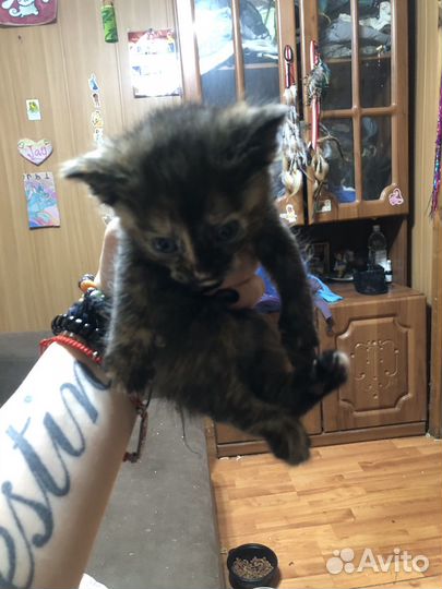 Котята в дар