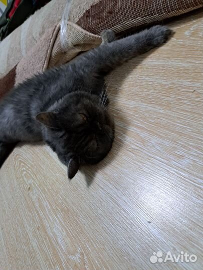 Кот экзот