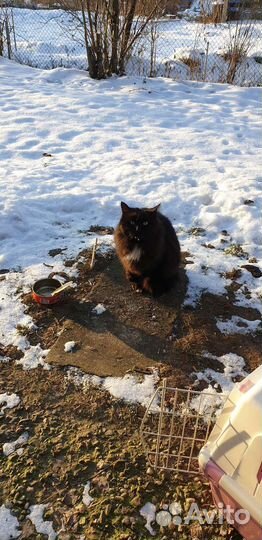 Отдам Маркиза