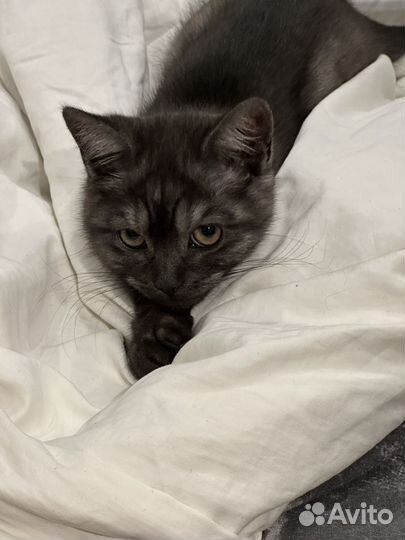 Вязка кошек