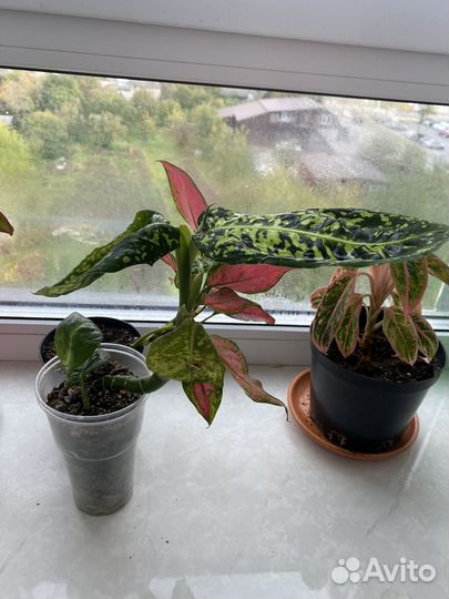 Диффенбахия Рефлектор