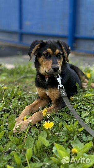 Щенок метис с доберманом