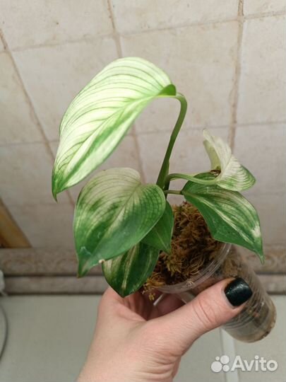 Сциндапсус Вайт Монстр white monster
