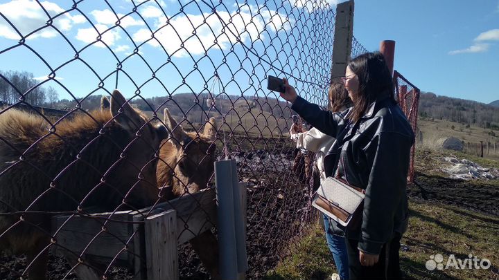 Экскурсии на мараловую ферму