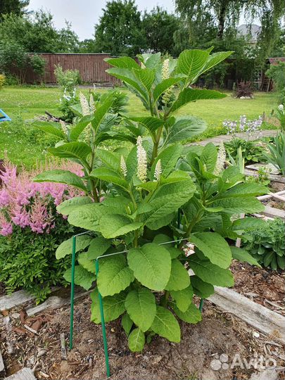 Лаконос (фитолакка), волжанка, купальница