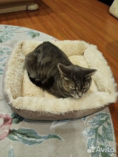 Отдам кошку