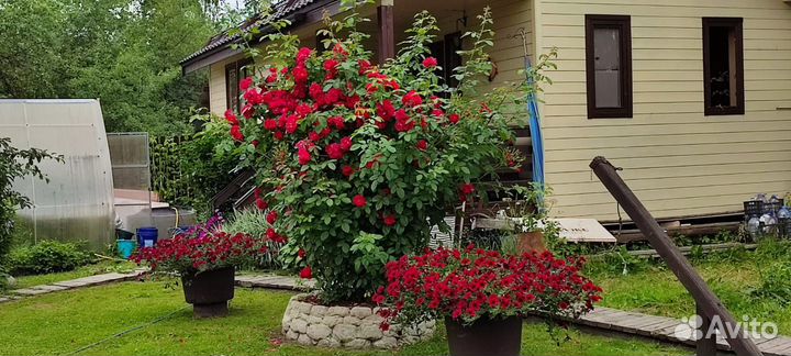 Петуния тайдал, ред и черри