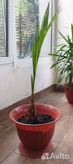 Финиковая пальма